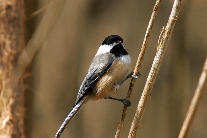 Chickadee 3 